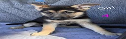 German Shepherd dogs for sale: German Shepherd 7 - Ad 3
