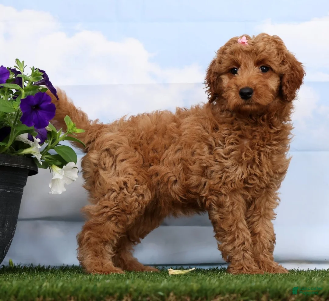 Mini Goldendoodle dogs for sale: Dior - Ad 1