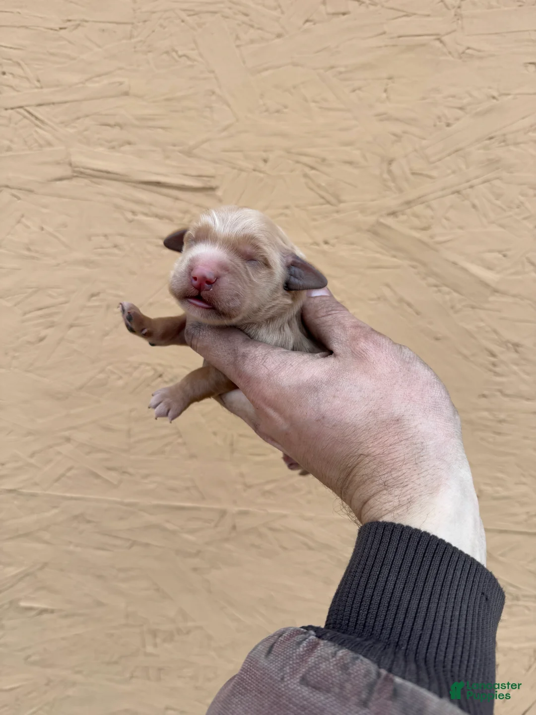 Golden Retriever dogs for sale: Roy - AKC, Genetically Clear - Ad 2