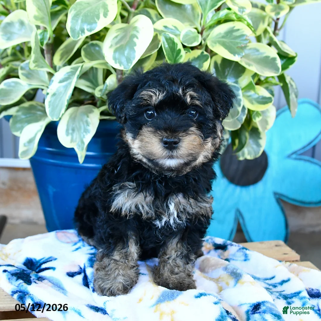Yorkiepoo dogs for sale: Bumble Bee - Ad 2