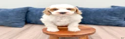 Mini Goldendoodle dogs for sale: Amber - Ad 9