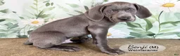 Weimaraner dogs for sale: Benji - Ad 2
