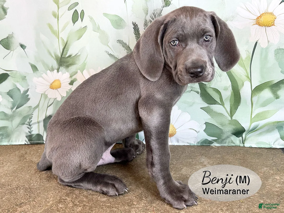 Weimaraner dogs for sale: Benji - Ad 2