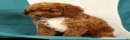 Cavapoo dogs for sale: Megan - Ad 7
