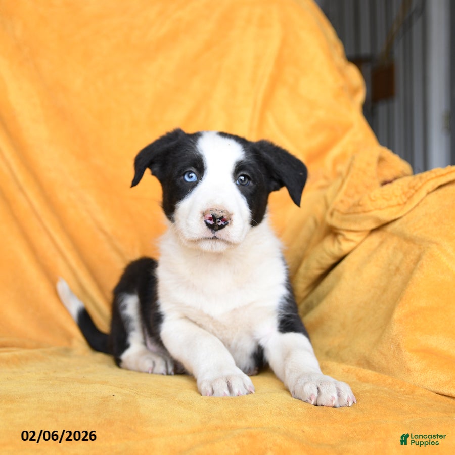 Border Collie dogs Wonton - Ad 2