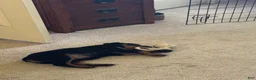 Rottweiler dogs for sale: Rottweiler Puppy 1 - Ad 8