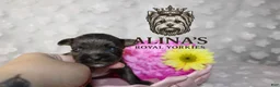 Yorkshire Terrier dogs for sale: Olaf - Ad 3