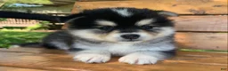Alaskan Klee Kai dogs for sale: Little Darling~~Chloe!!! - Ad 11