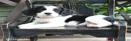 English Springer Spaniel dogs for sale: Destiny - Ad 1