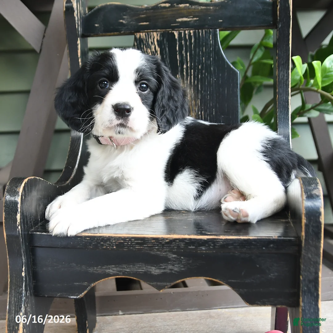 English Springer Spaniel dogs for sale: Destiny - Ad 1