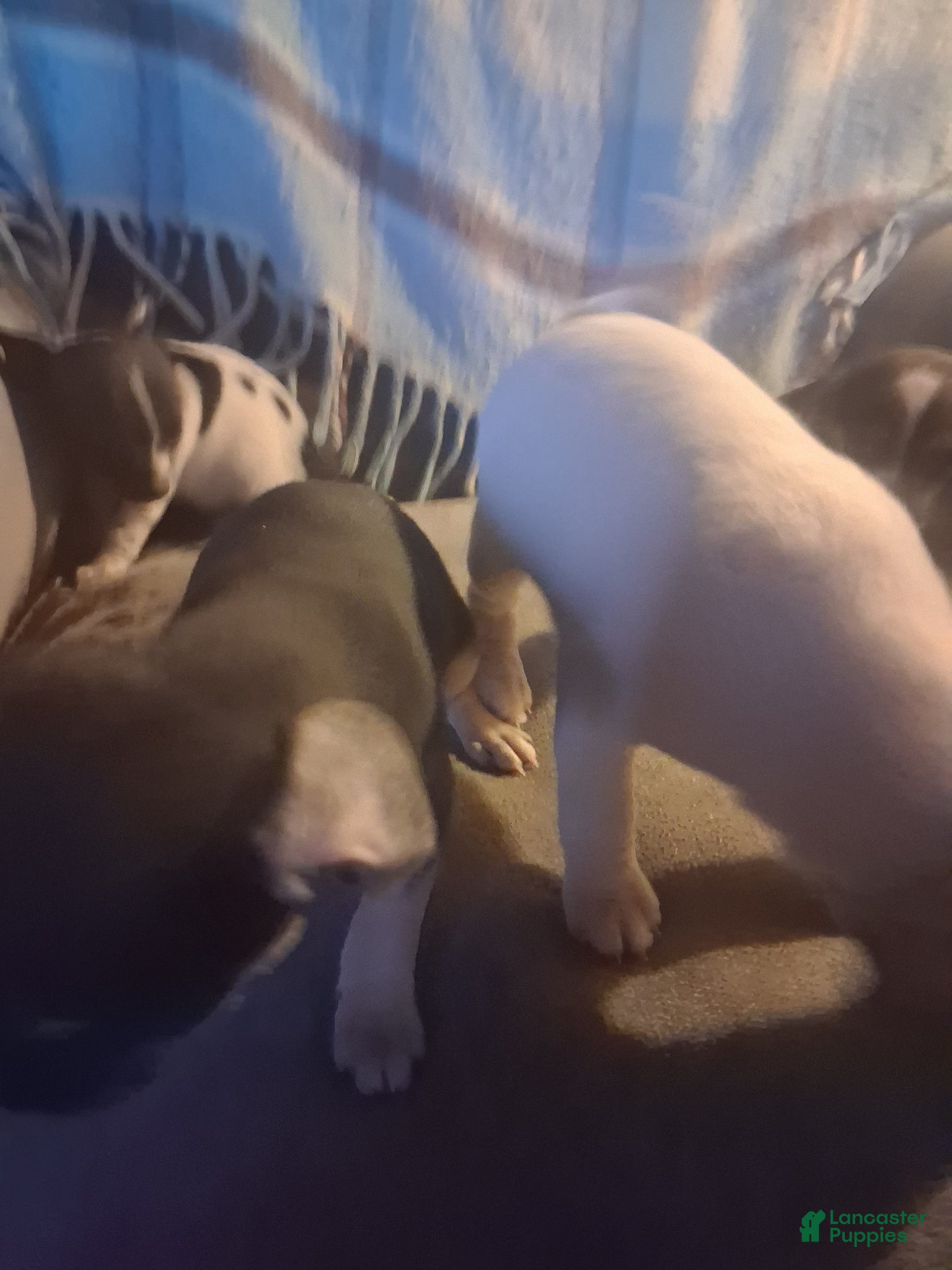 Mixed Breed dogs Mixed Breed Puppy 4 - Ad 8