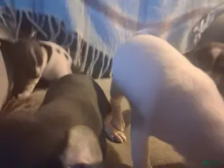 Mixed Breed dogs Mixed Breed Puppy 4 - Ad 28