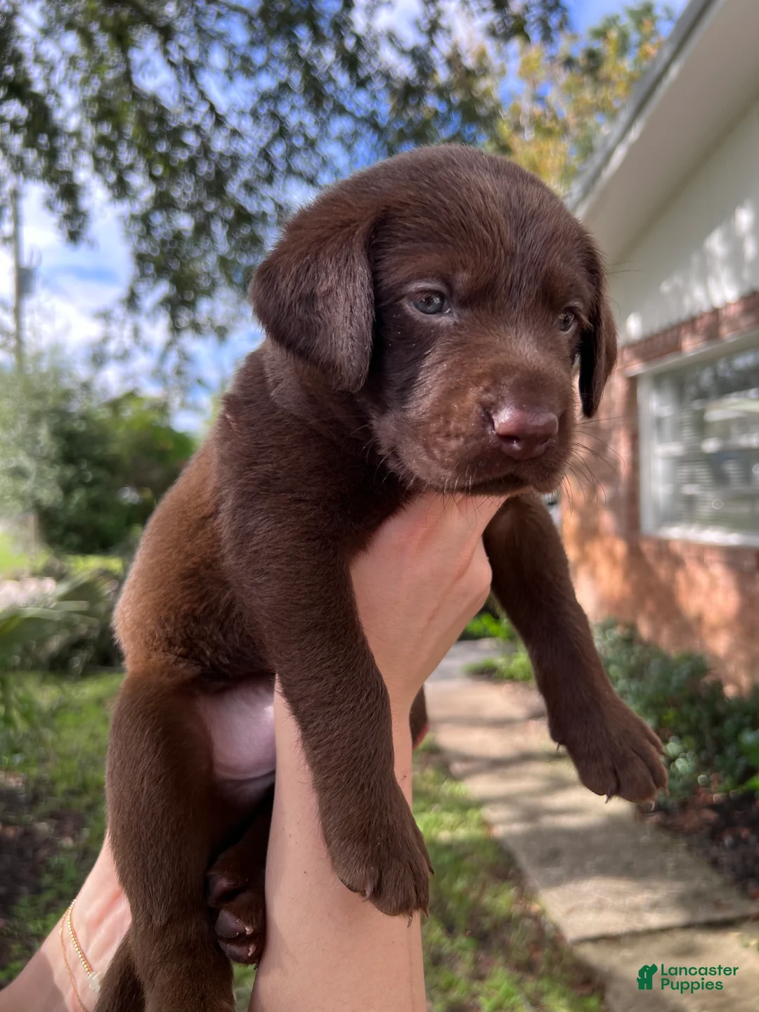 Labrador Retriever dogs for sale: Orange - Ad 1