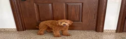 Cockapoo dogs for sale: Terry - Ad 7