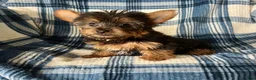 Yorkshire Terrier dogs for sale: Scotty-Yorkshire Terrier 2 - Ad 3