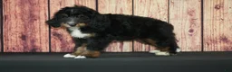 Bernedoodle dogs for sale: Marcos F1 - Ad 3