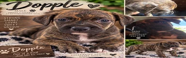 Doople