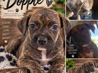 Mixed Breed dogs Doople - Ad 19