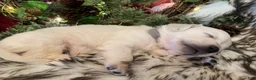 Golden Retriever dogs for sale: Matty - Ad 2