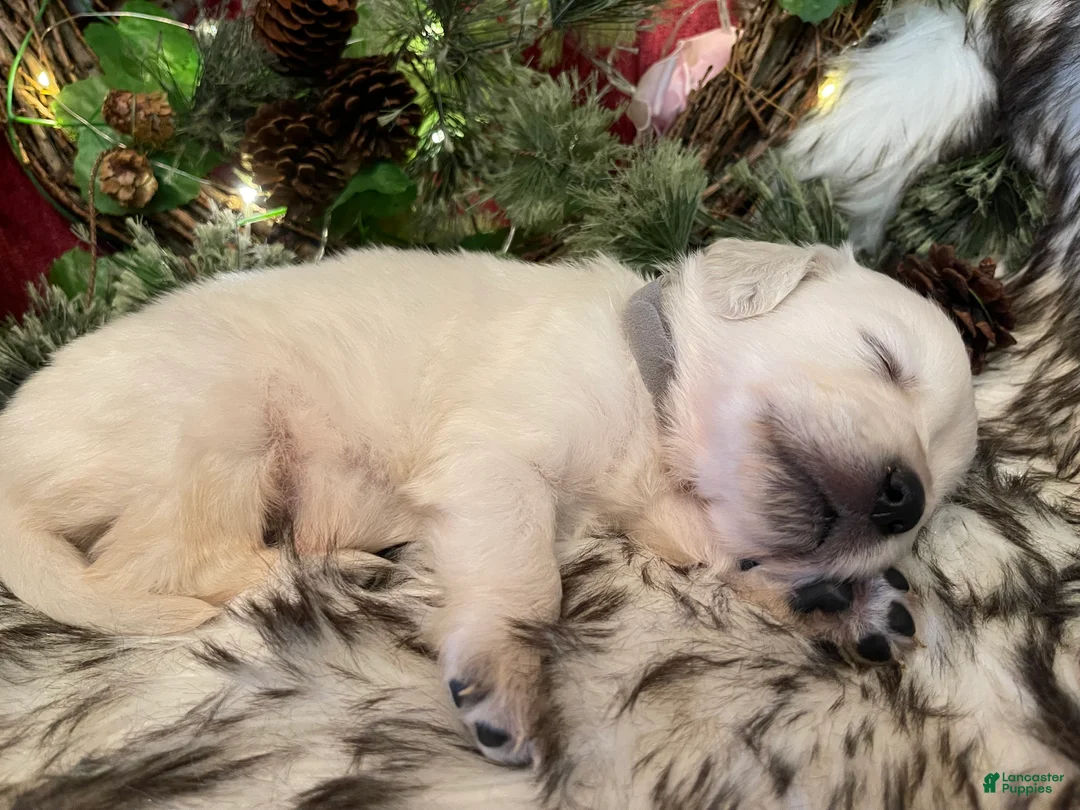 Golden Retriever dogs for sale: Matty - Ad 2