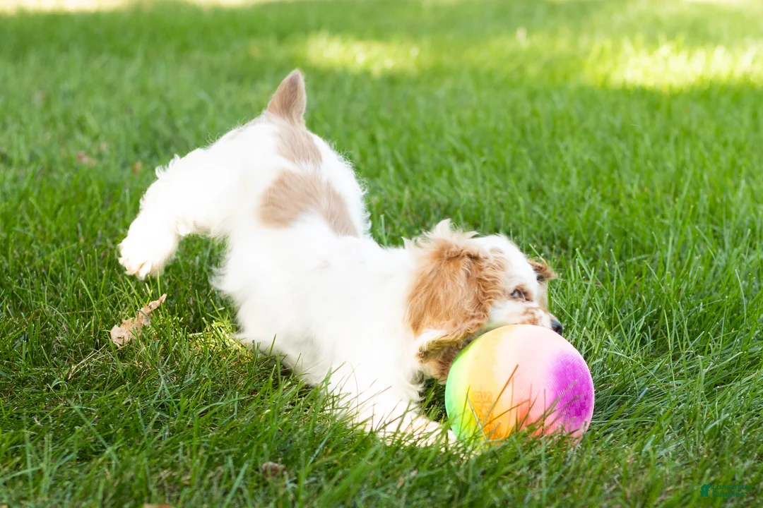 Cocker Spaniel dogs for sale: Freckles  - Ad 2