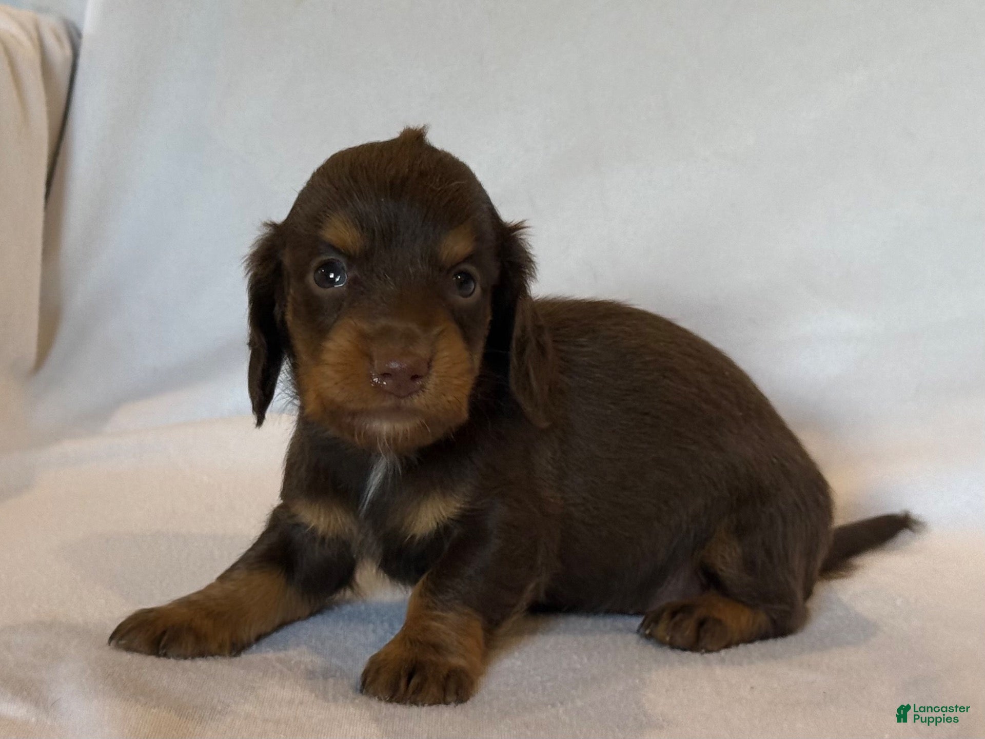 Miniature Dachshund dogs Betsy - Ad 2