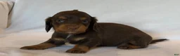 Miniature Dachshund dogs for sale: Betsy - Ad 2