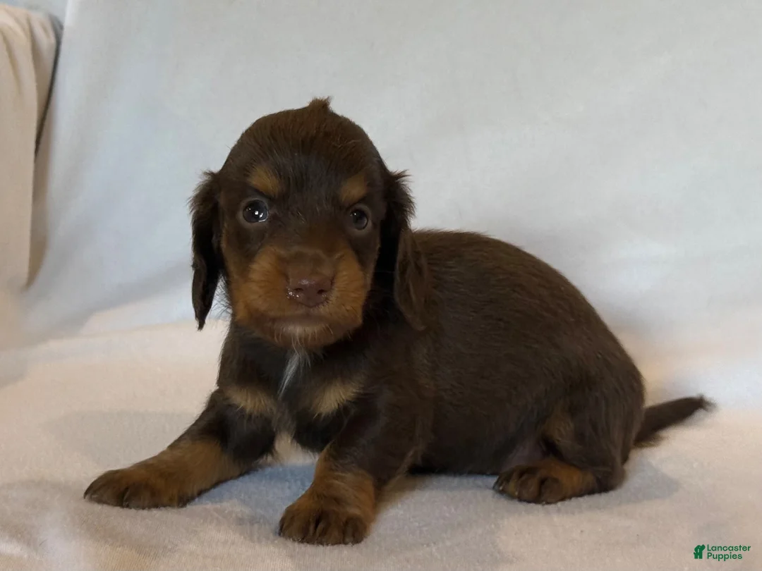 Miniature Dachshund dogs for sale: Betsy - Ad 2
