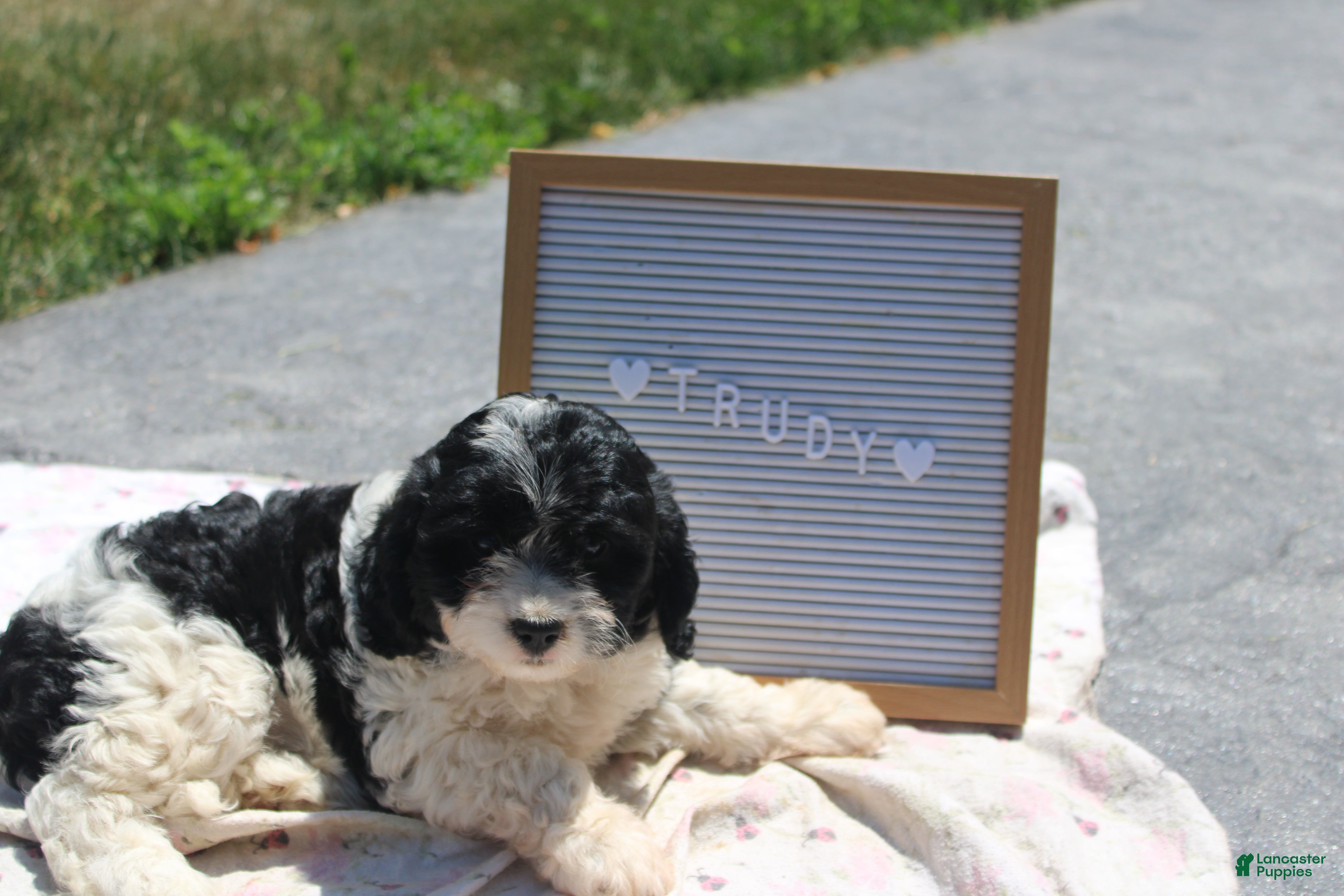 Cavapoo dogs Trudy - Ad 1