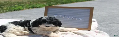 Trudy