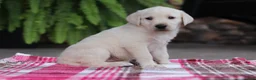 Labrador Retriever dogs for sale: Peggy - Ad 3