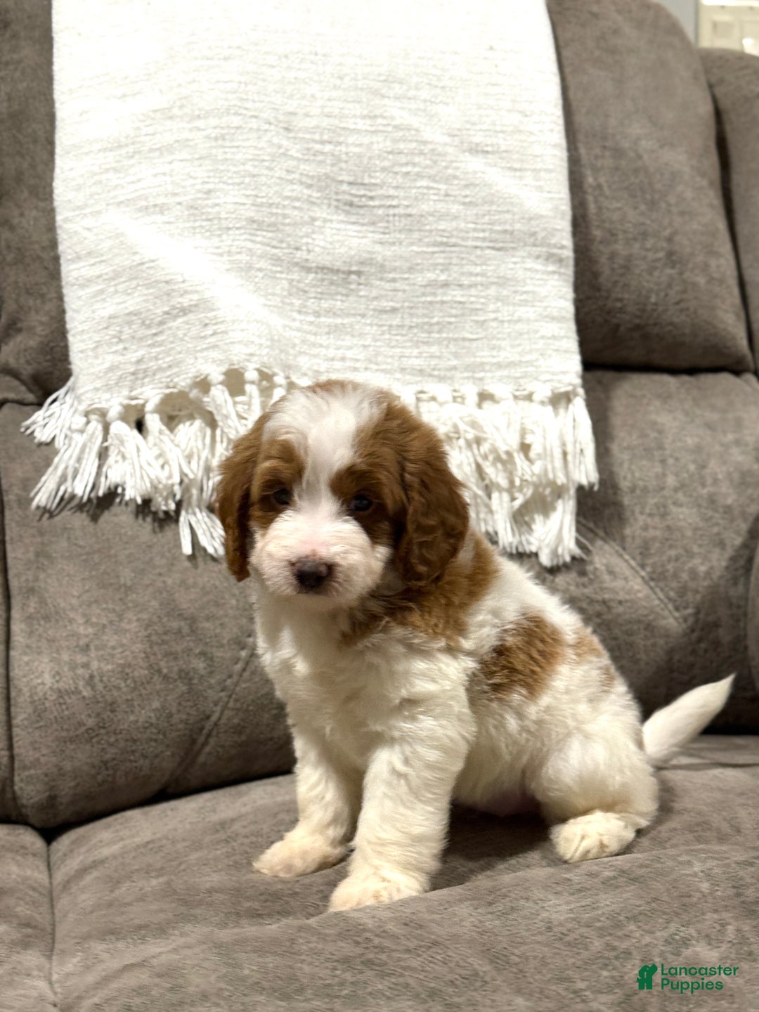 Goldendoodle dogs for sale: Piper - Ad 3
