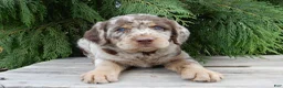 Labradoodle dogs for sale: Bitsy - Ad 4
