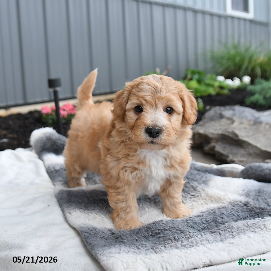 Bichpoo dogs Jimbo - Ad 1