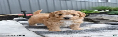 Jimbo