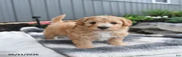 Bichpoo dogs for sale: Jimbo - Ad 1