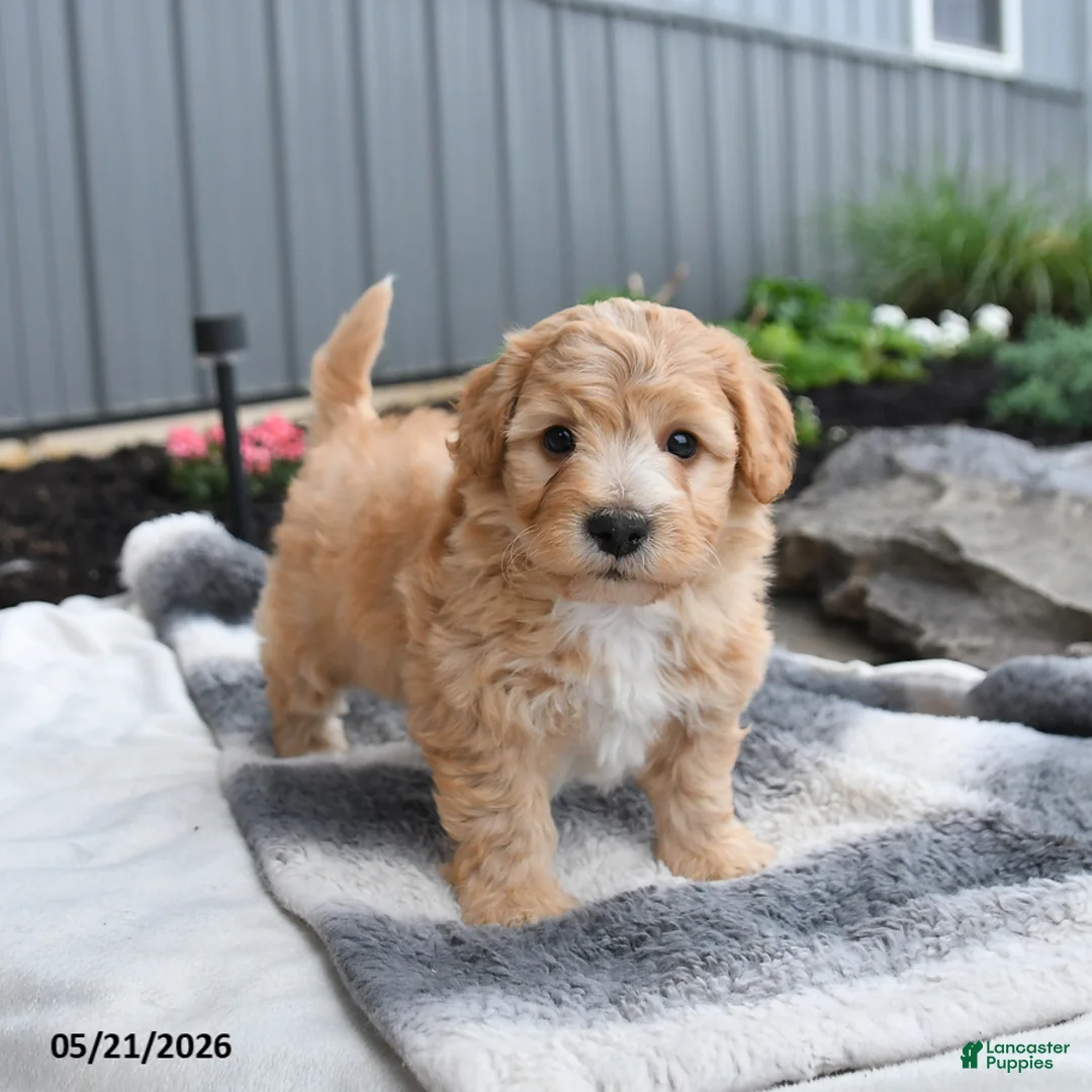 Bichpoo dogs for sale: Jimbo - Ad 1