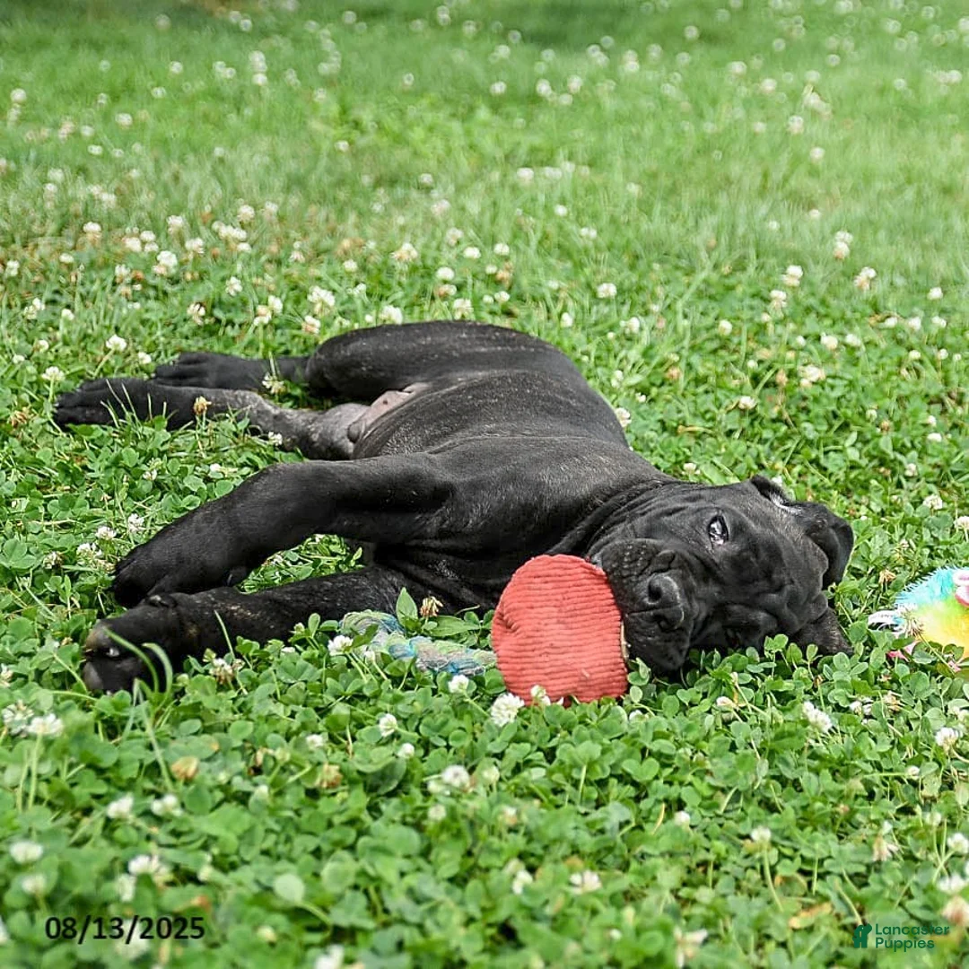 Cane Corso dogs for sale: Rockford - Ad 27