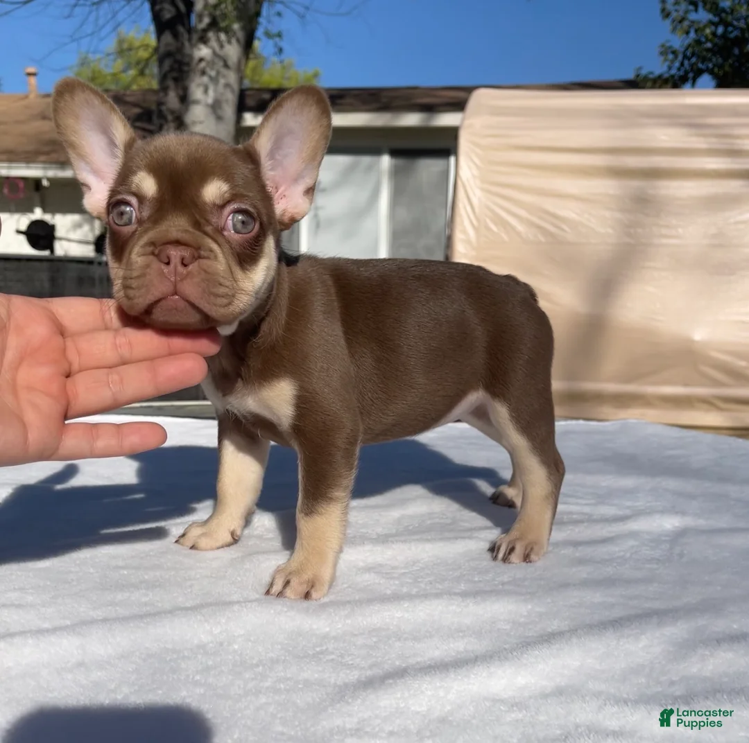 French Bulldog dogs for sale: Chica - Ad 1