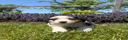 Australian Shepherd dogs for sale: Harper - Ad 3