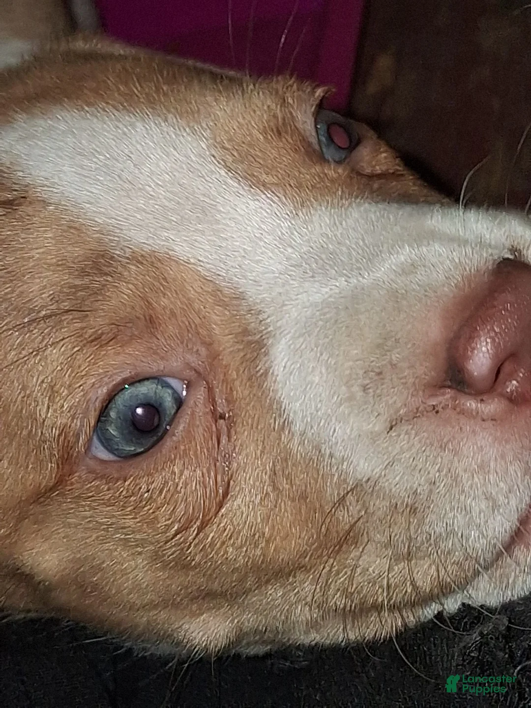 American Pit Bull Terrier dogs for sale: American Pit Bull Terrier 3 - Ad 2