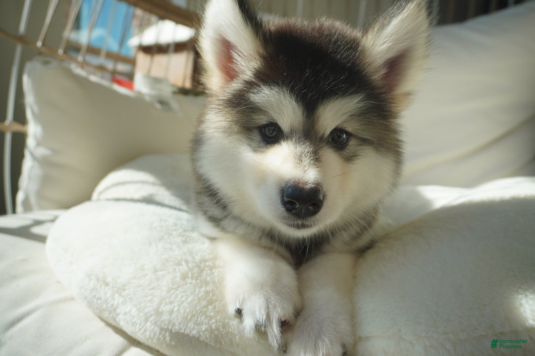 Alaskan Malamute dogs for sale: Dong Dong - Ad 1
