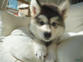 Alaskan Malamute dogs Dong Dong - Ad 30