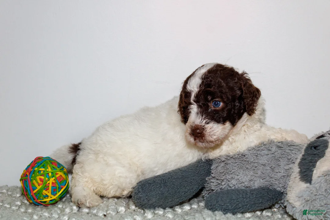 Labradoodle dogs for sale: Kobe - Ad 2