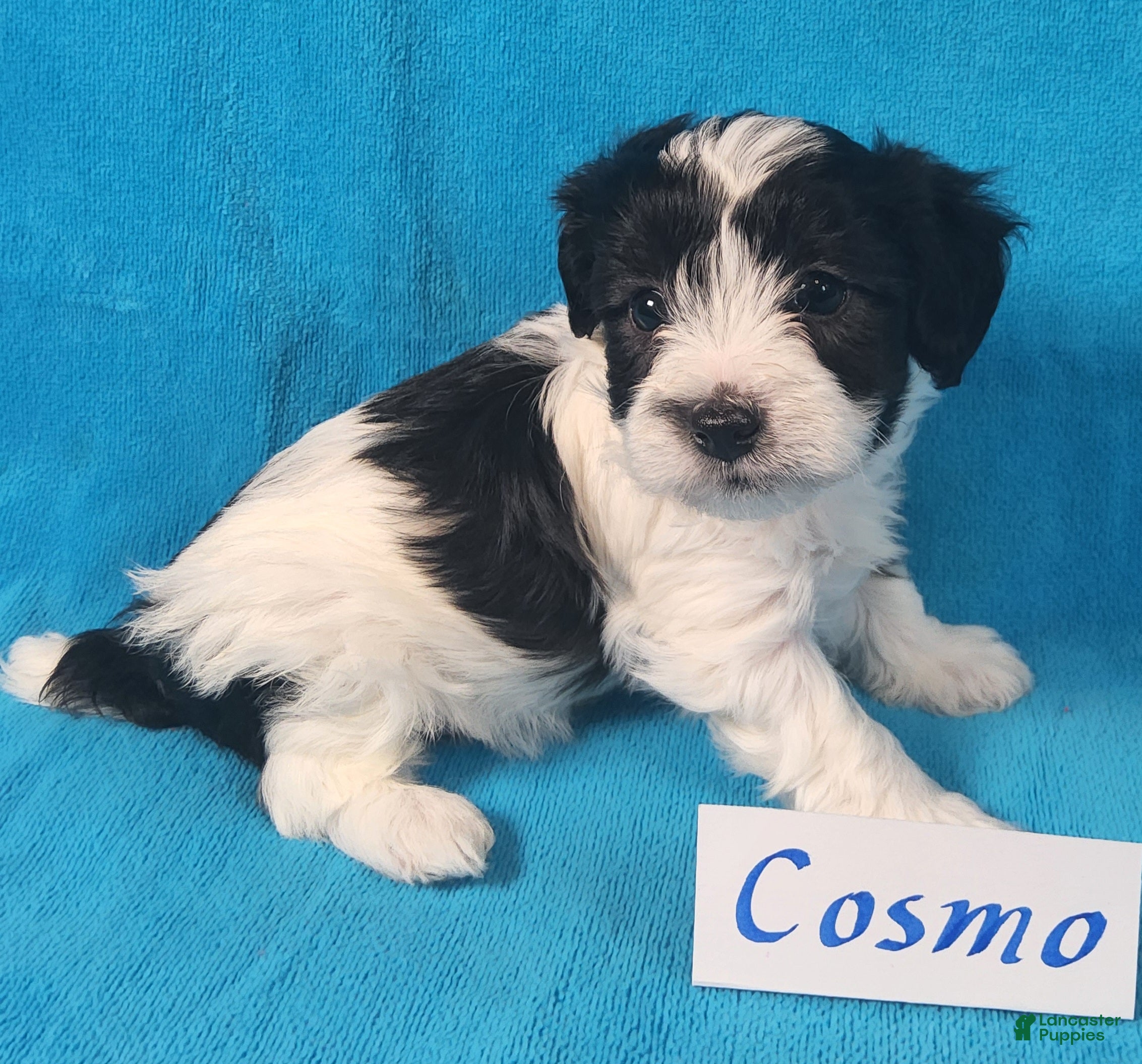 Yorkiepoo dogs Cosmo Jon - Ad 41