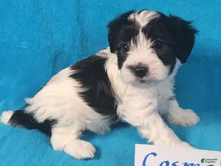 Yorkiepoo dogs Cosmo Jon - Ad 41