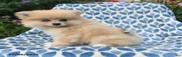 Pomeranian dogs for sale: Misty - Ad 4