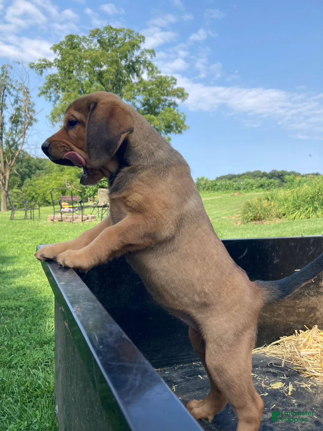 Mixed Breed dogs for sale: Nellie - Ad 2