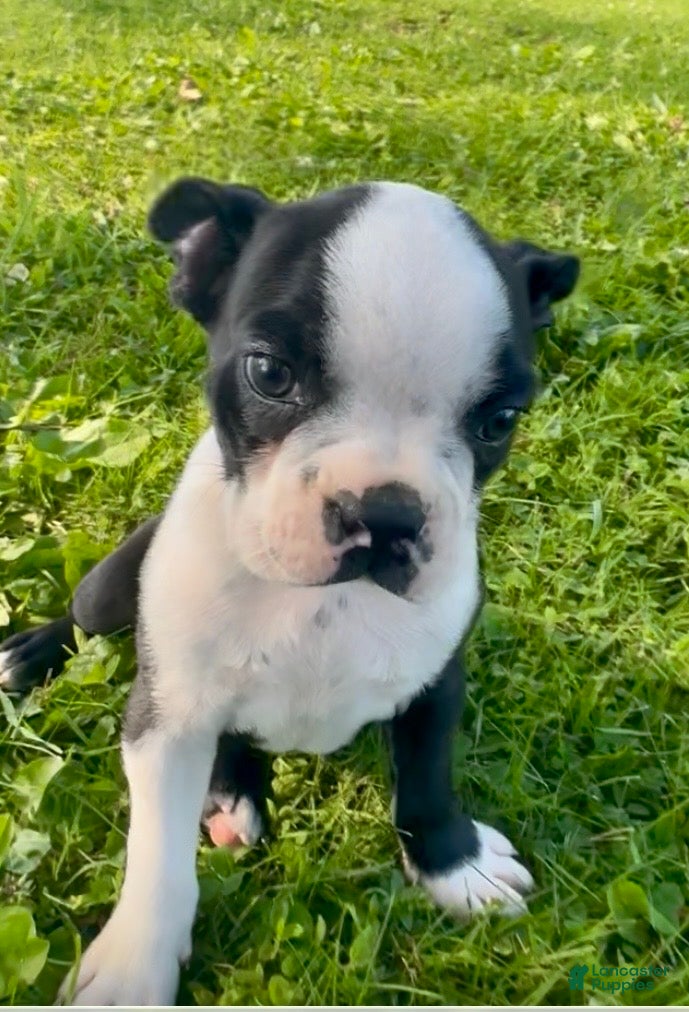Boston Terrier dogs Boston Terrier 3 - Ad 2