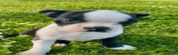 Boston Terrier dogs for sale: Boston Terrier 3 - Ad 2